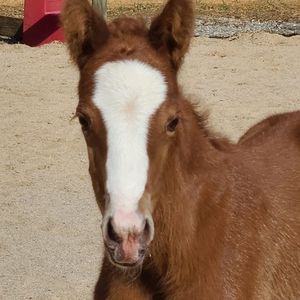 Meet your Posher, Cheryl